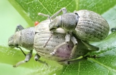 Attactagenus plumbeus