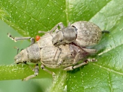 Attactagenus plumbeus