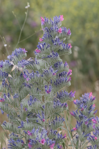 Image of Echium albicans by (c) Christoph Moning, some rights reserved (CC BY)
