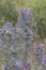 Echium albicans