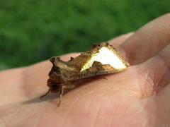 Thysanoplusia orichalcea
