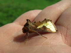 Thysanoplusia orichalcea