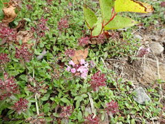 Thymus quinquecostatus