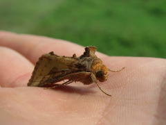 Thysanoplusia orichalcea