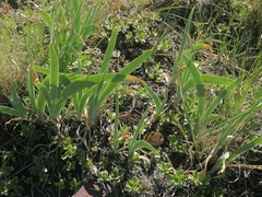 Iris glaucescens
