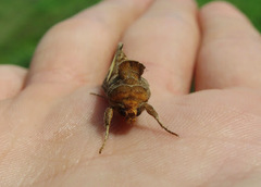 Thysanoplusia orichalcea