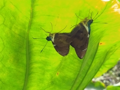 Telegonus