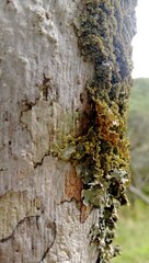 Podostictina pickeringii