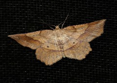 Euchlaena deplanaria