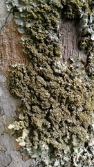 Podostictina pickeringii