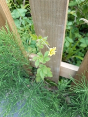 Geum urbanum