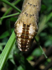 Acherontia