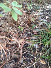 Spiranthes magnicamporum