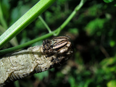 Acherontia