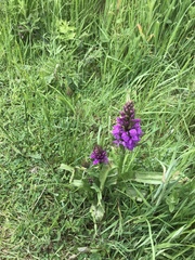 Dactylorhiza praetermissa