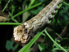 Acherontia