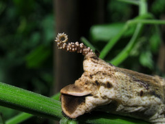 Acherontia