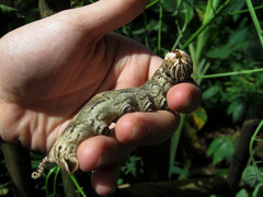 Acherontia