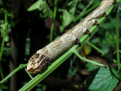 Acherontia