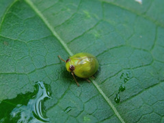 Hemisphaerius