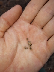 Escallonia pulverulenta