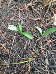Spiranthes magnicamporum