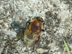 Merodon equestris