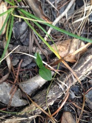 Spiranthes magnicamporum