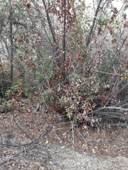 Escallonia pulverulenta