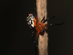 Leucauge fastigata