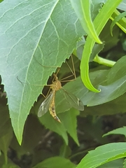 Tipula lunata