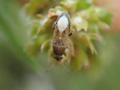 Heterogaster artemisiae
