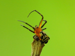 Leucauge fastigata