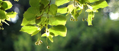 Common Lime