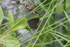 Neonympha mitchellii