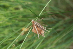 Canephora hirsuta