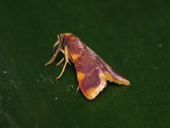 Hypsopygia