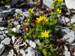 Sedum macdonaldii