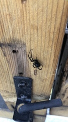 Latrodectus hesperus