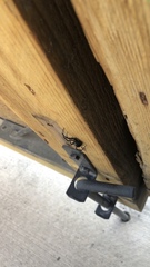 Latrodectus hesperus