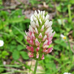 Trifolium incarnatum molinerii