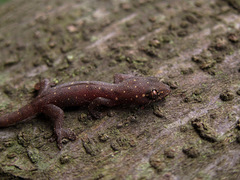 Gehyra mutilata