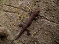Gehyra mutilata