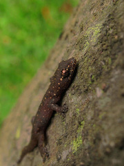 Gehyra mutilata