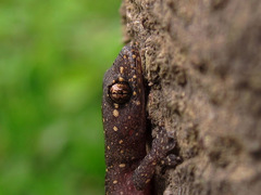 Gehyra mutilata