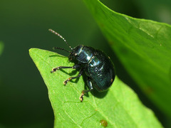Eumolpinae