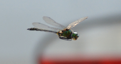 Somatochlora flavomaculata