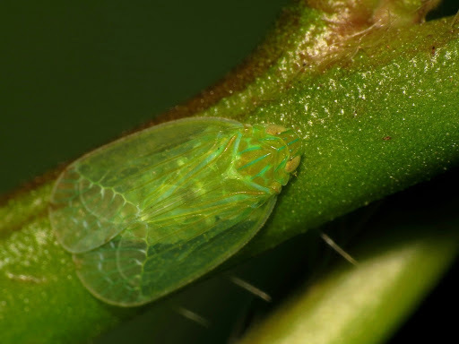 Grainy Planthopper