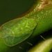 Kallitaxila granulata - Photo (c) Jason Alexander,  זכויות יוצרים חלקיות (CC BY-NC), הועלה על ידי Jason Alexander