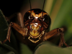 Teleogryllus